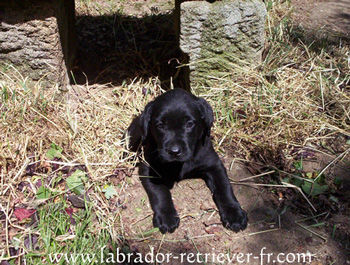 B�b� Labrador