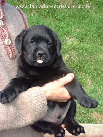chiot Labrador