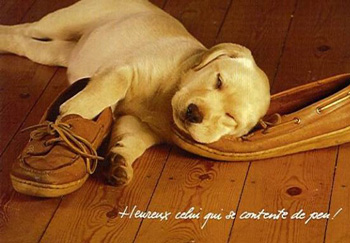 Chiot labrador dort