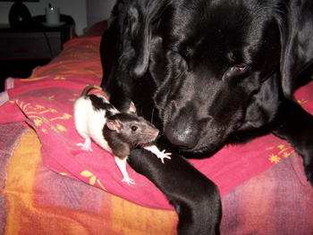 Lilly et Volka
